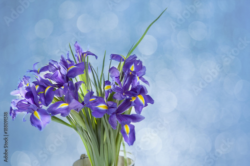 Fototapeta Naklejka Na Ścianę i Meble -  the Violet Irises xiphium (Bulbous iris, Iris sibirica) on white background with space for text. Top view, flat lay. Holiday greeting card for Valentine's Day, Woman's Day, Mother's Day, Easter!