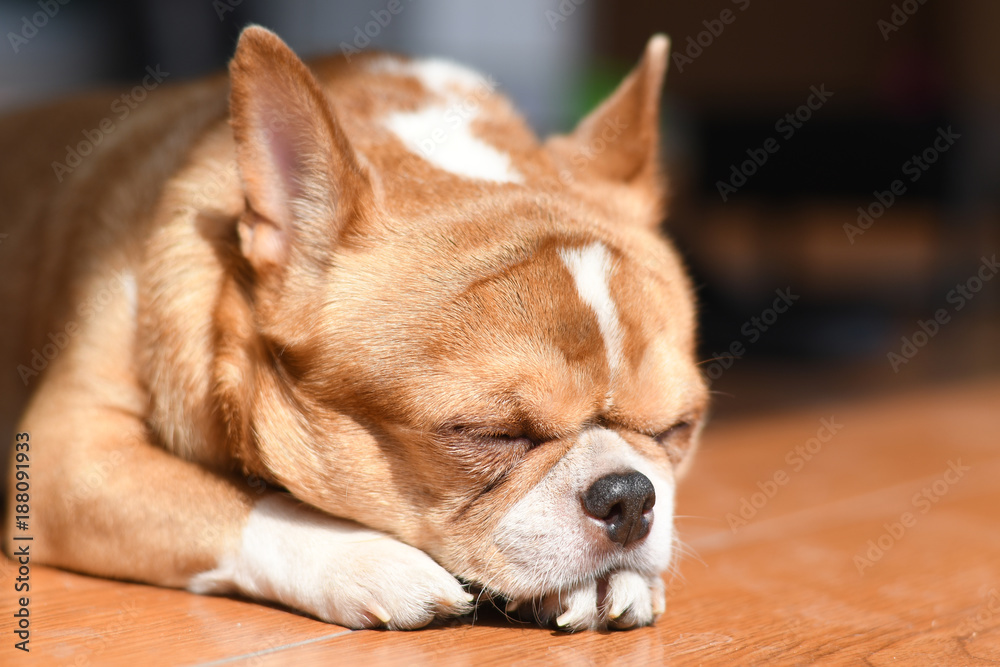 Asleep chihuahua dog at home.