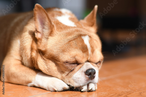 Fototapeta Naklejka Na Ścianę i Meble -  Asleep chihuahua dog at home.