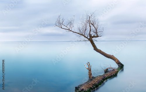 Frozen sea with one lonely tree - silent calmness.