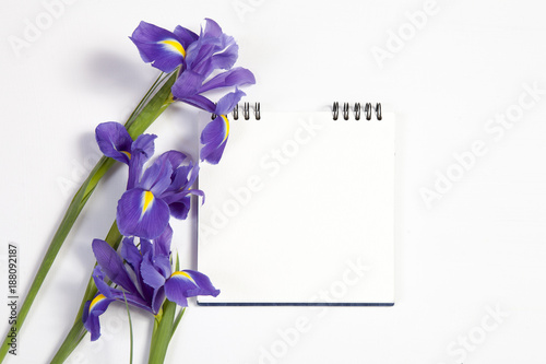 Fototapeta Naklejka Na Ścianę i Meble -  the Violet Irises xiphium (Bulbous iris, Iris sibirica) on white background with space for text. Top view, flat lay. Holiday greeting card for Valentine's Day, Woman's Day, Mother's Day, Easter!