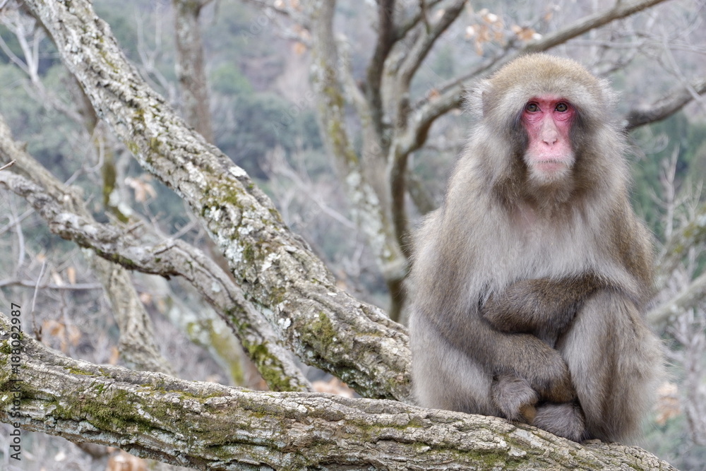 強い意志と目標を持ち森を守るボス猿