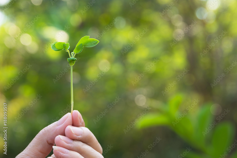 Human hands holding green small plant life concept. Ecology concept. Human hands holding green small plant life concept. Ecology concept.