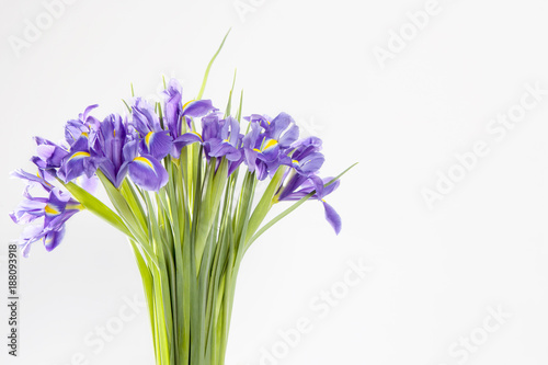 Holiday greeting card for Valentine's Day, Woman's Day, Mother's Day, Easter! Violet Irises xiphium in the vase