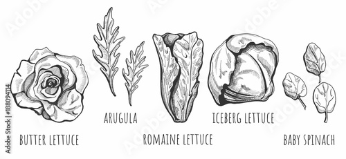Lettuce types hand drawn