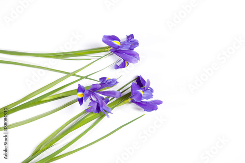 Fototapeta Naklejka Na Ścianę i Meble -  the Violet Irises xiphium (Bulbous iris, Iris sibirica) on white background with space for text. Top view, flat lay. Holiday greeting card for Valentine's Day, Woman's Day, Mother's Day, Easter!