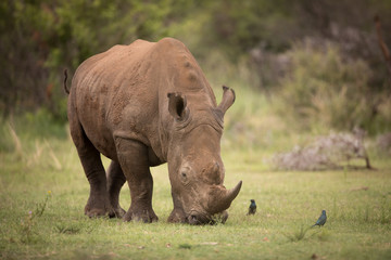Fototapete Nashorn Breitmaulnashörner weiden  © Jandrie Lombard