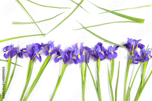 Fototapeta Naklejka Na Ścianę i Meble -  the Violet Irises xiphium (Bulbous iris, Iris sibirica) on white background with space for text. Top view, flat lay. Holiday greeting card for Valentine's Day, Woman's Day, Mother's Day, Easter!