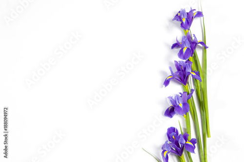Fototapeta Naklejka Na Ścianę i Meble -  the Violet Irises xiphium (Bulbous iris, Iris sibirica) on white background with space for text. Top view, flat lay. Holiday greeting card for Valentine's Day, Woman's Day, Mother's Day, Easter!
