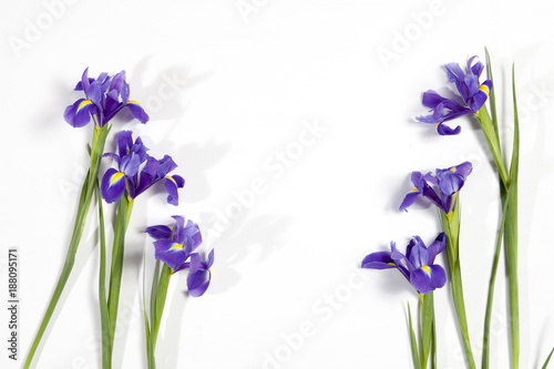 Fototapeta Naklejka Na Ścianę i Meble -  the Violet Irises xiphium (Bulbous iris, Iris sibirica) on white background with space for text. Top view, flat lay. Holiday greeting card for Valentine's Day, Woman's Day, Mother's Day, Easter!