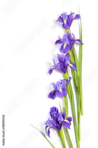 Fototapeta Naklejka Na Ścianę i Meble -  the Violet Irises xiphium (Bulbous iris, Iris sibirica) on white background with space for text. Top view, flat lay. Holiday greeting card for Valentine's Day, Woman's Day, Mother's Day, Easter!