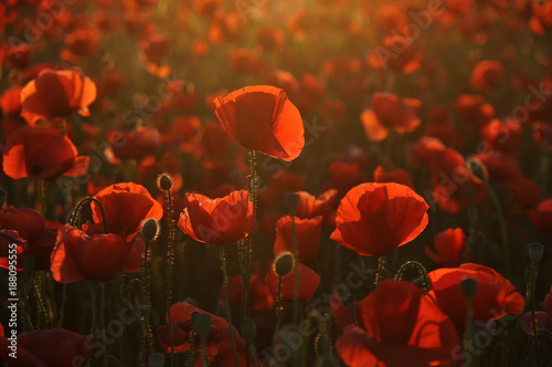 Red poppy at afternoon sunlight