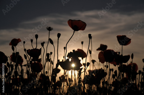 The contours of Poppy at sunset