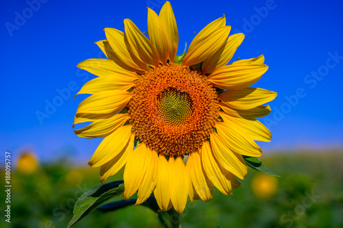 colorful sunflower in morning sunshine with blue sky background