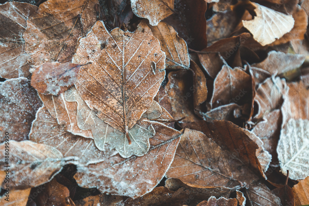 Frosted autumn leaves.
