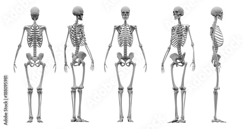 Human skeleton set 3d rendering. photo