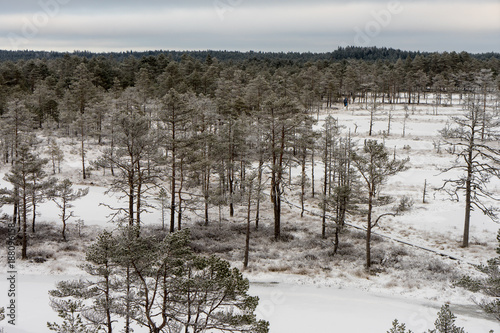 Beautiful winter forest © photoexpert