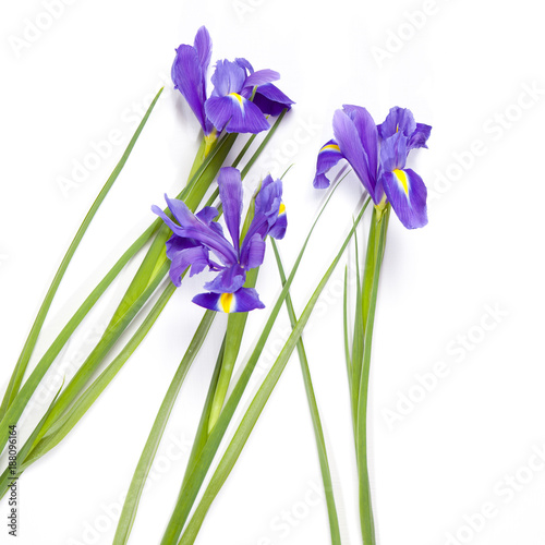 Fototapeta Naklejka Na Ścianę i Meble -  the Violet Irises xiphium (Bulbous iris, Iris sibirica) on white background with space for text. Top view, flat lay. Holiday greeting card for Valentine's Day, Woman's Day, Mother's Day, Easter!