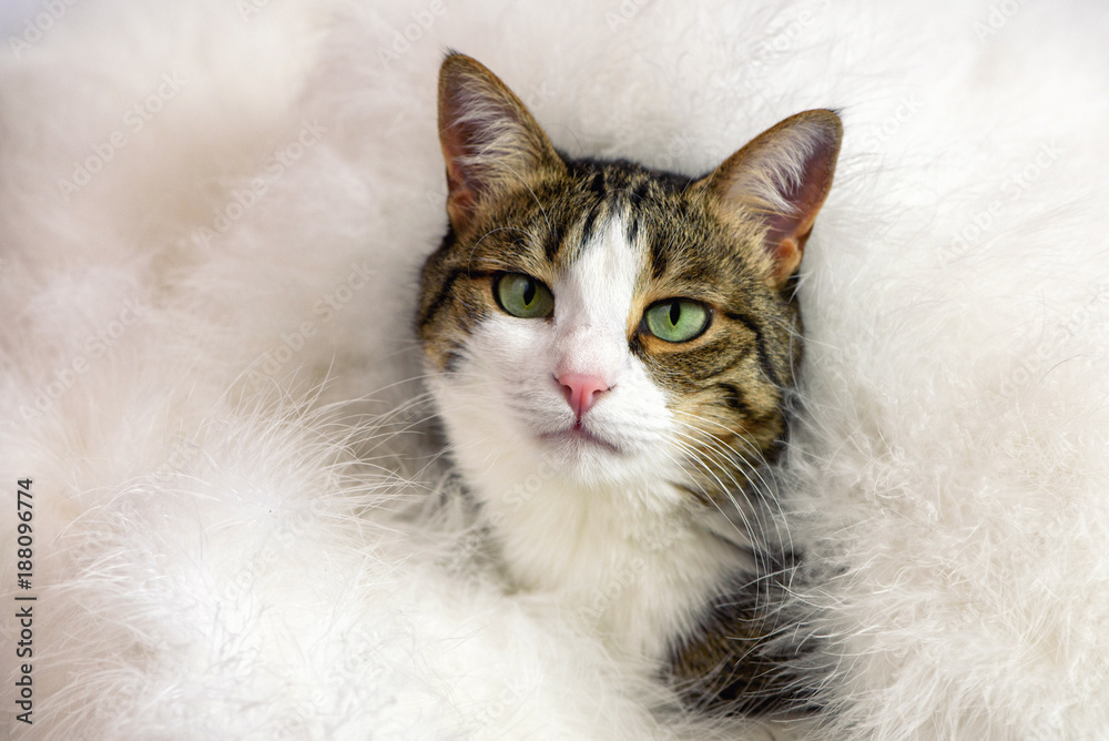 Beautiful cat under fluffy white blanket