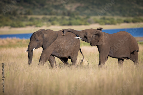 two young elephants playing