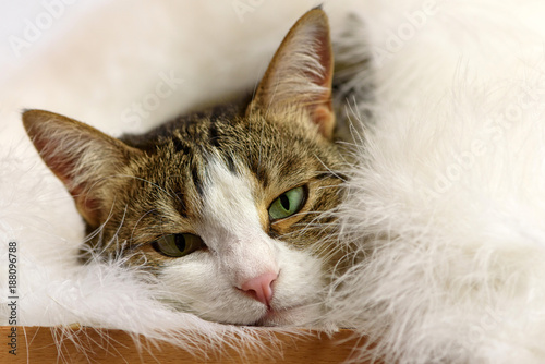 Beautiful cat under fluffy white blanket