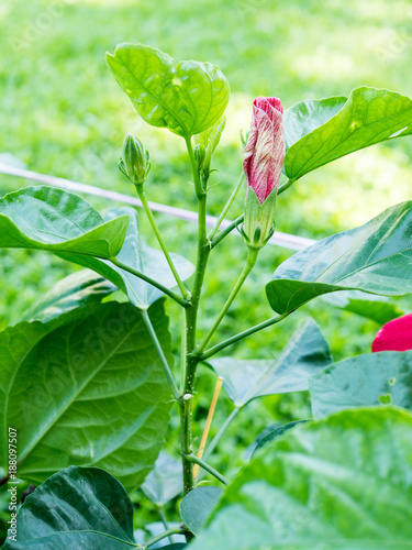 hibiscus flower in garden; Chinese Rose ; Shoe Flower photo