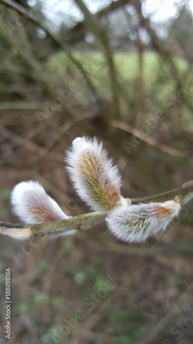 Fluffy winter catkins