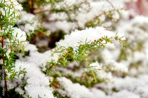 beautiful fluffy fir