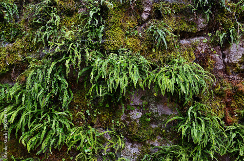 Stony wall covered by green moss and fern