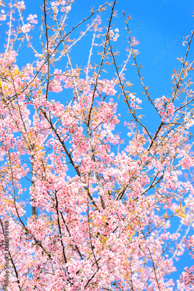 Blossom sakura flower in spring Blossom sakura flower in spring