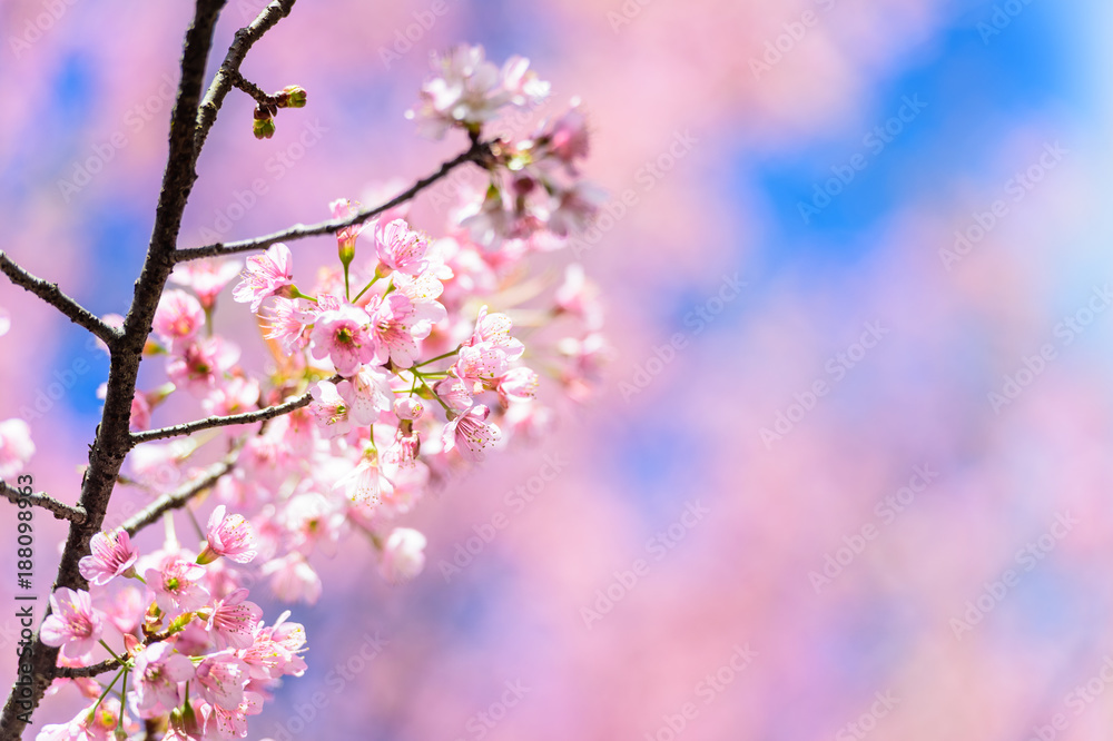 Blossom sakura flower  in spring