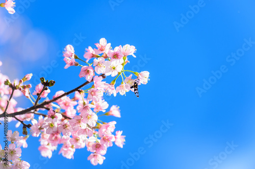 Blossom sakura flower in spring