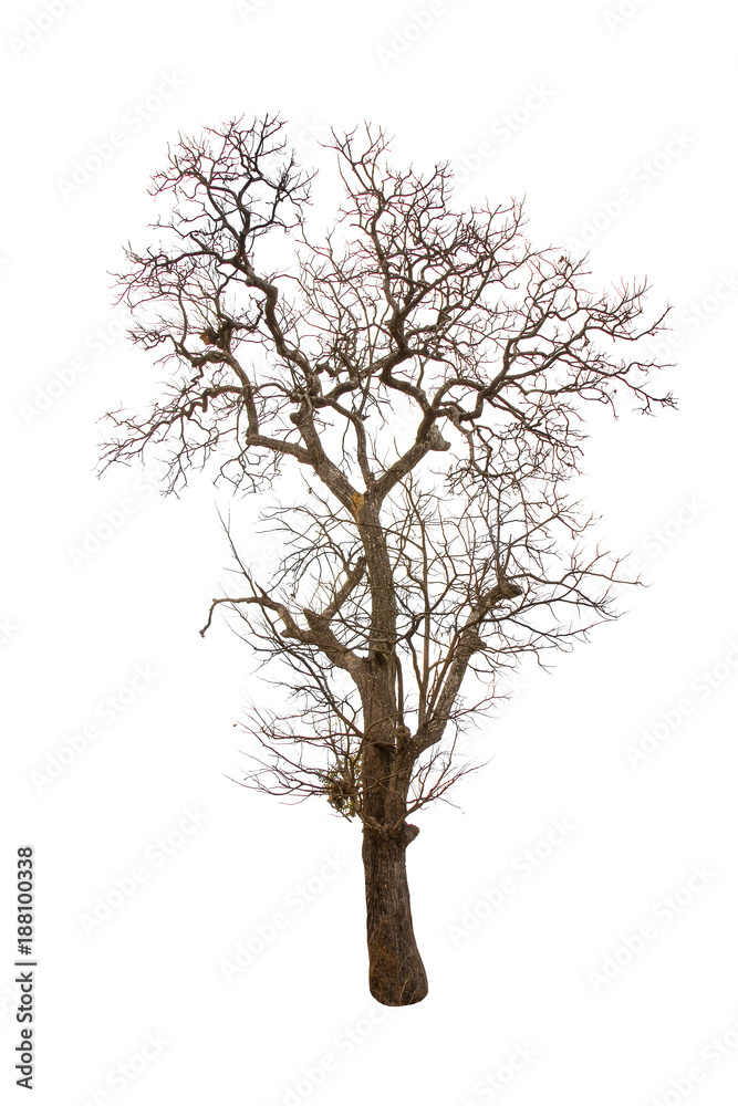 Dead trees with no leaves isolated on white background. Dead trees with no leaves isolated on white background.