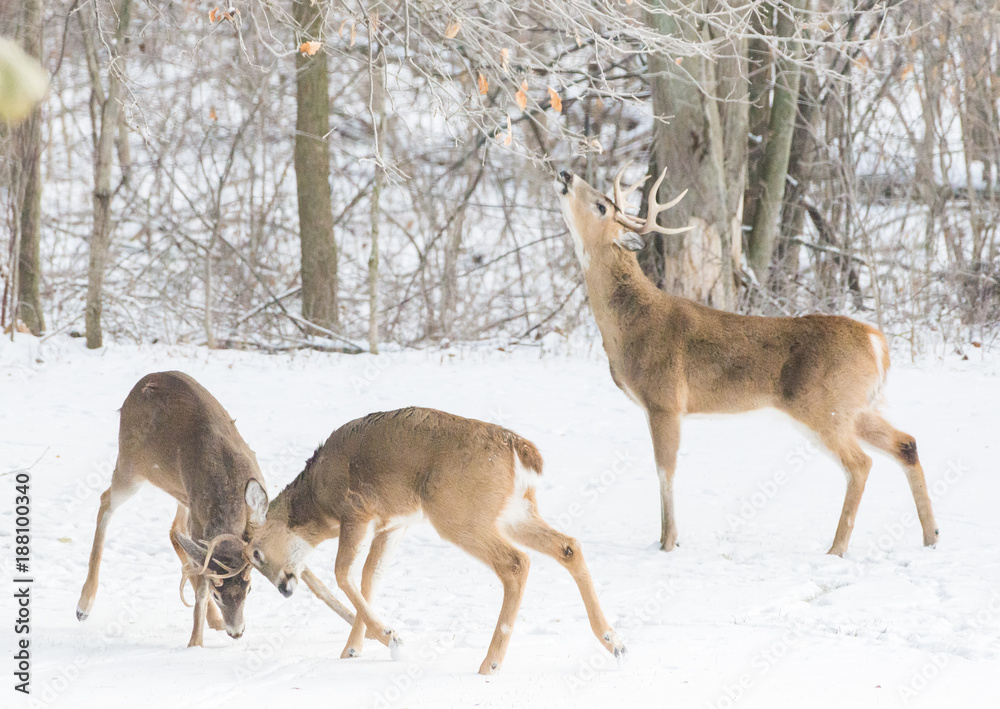 Fototapeta premium Whitetail