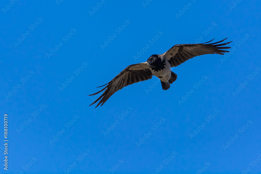 Obraz premium A Crow Descending on its Prey