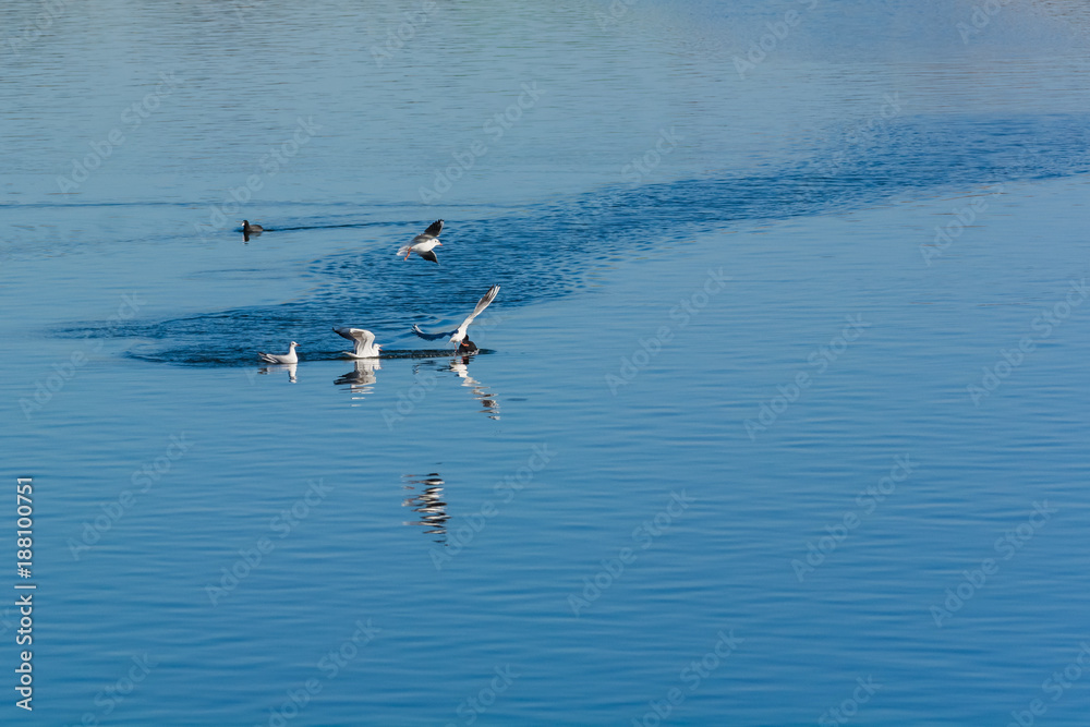 Seagulls Attacking an Innocent Coot