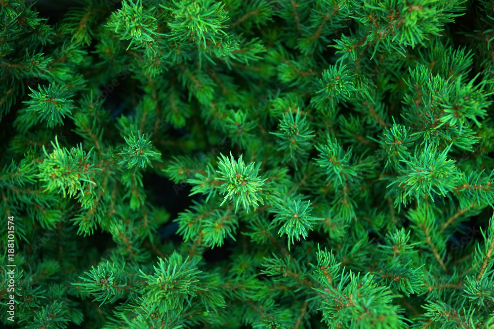 Canadian fir Conica
