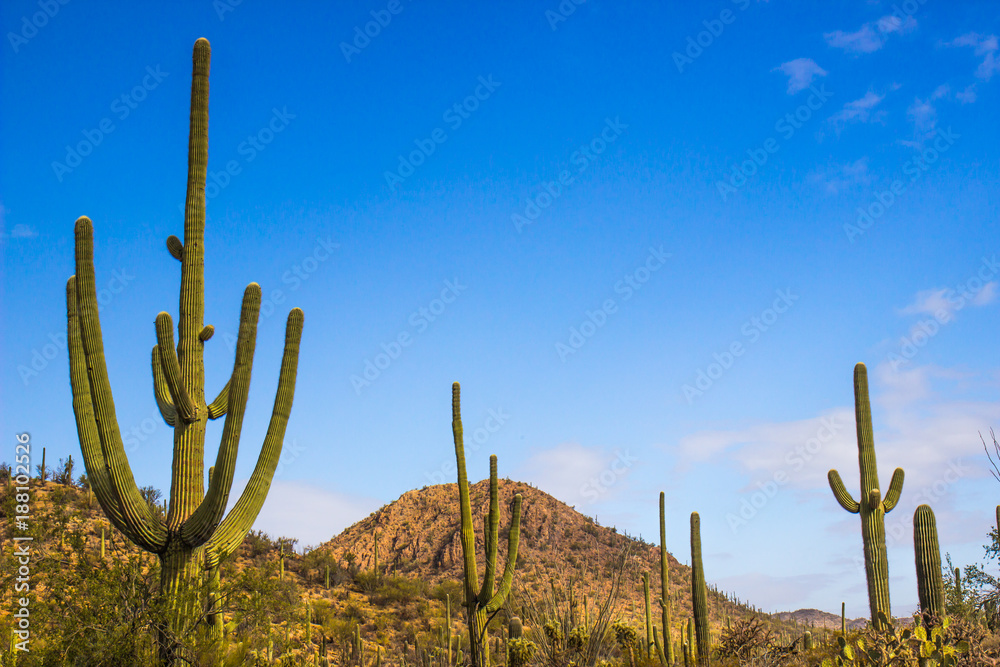 Saguaro Cactus Rising From Desert