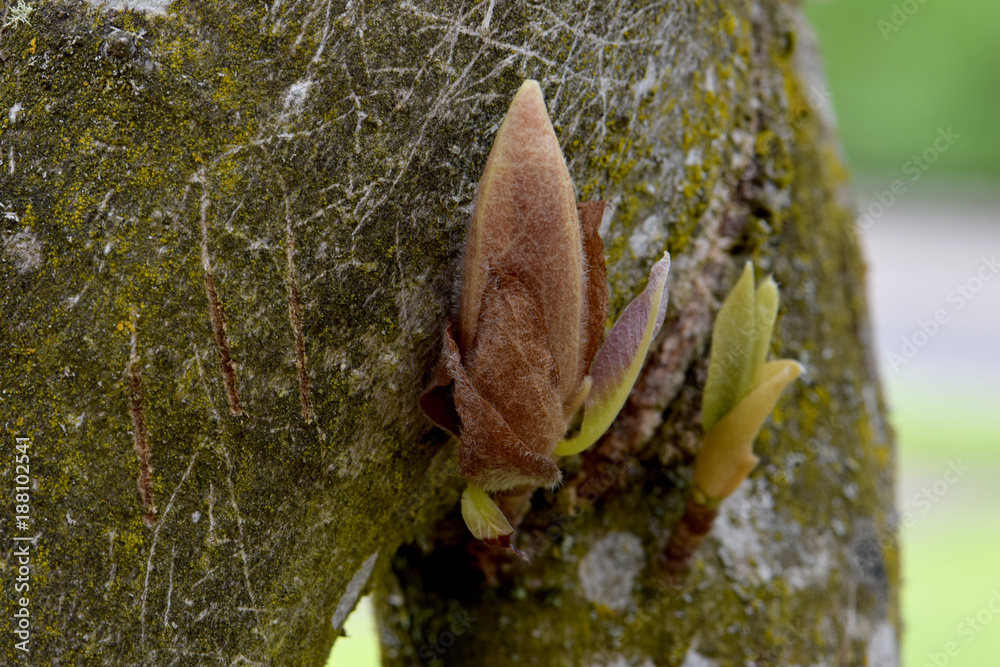 Obraz premium Magnolia Bud and Bark