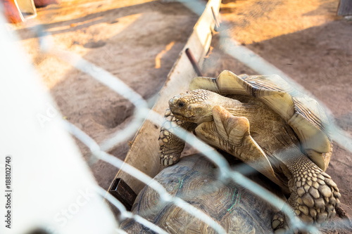 Two turtle breeding at the cage
