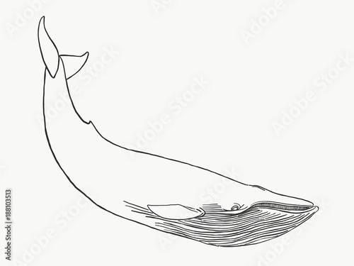 Balena