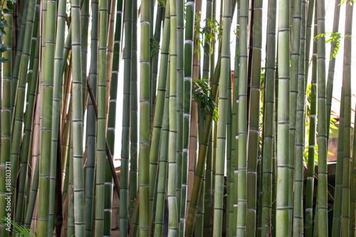 Bamboo, background. Trunk of bamboo trees