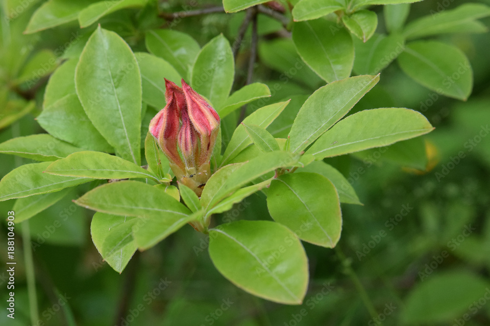 Red Rhododendron Buds 02 Red Rhododendron Buds 02