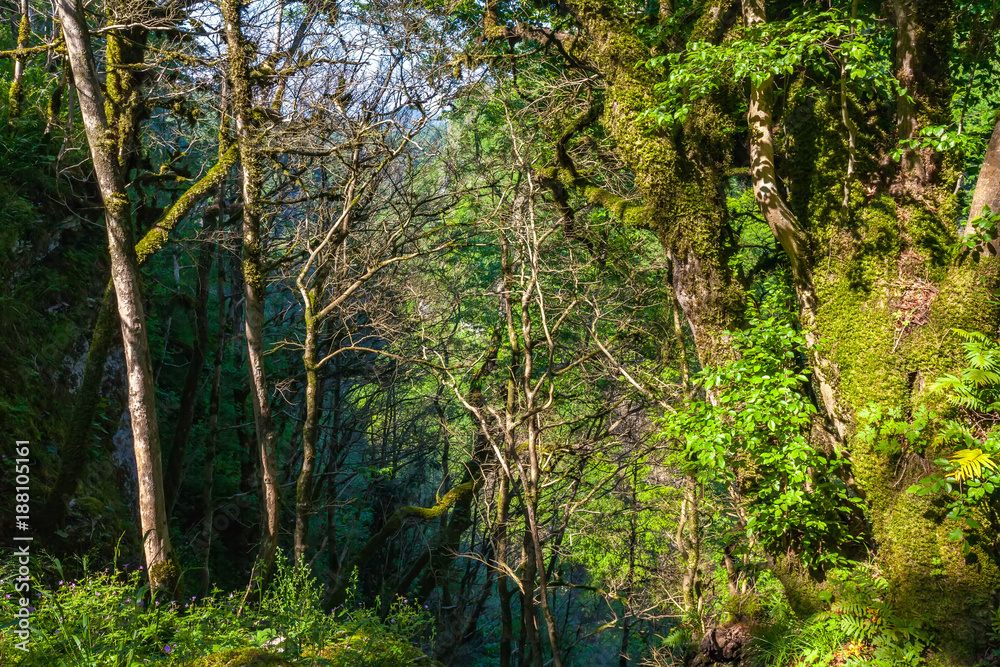 Thickets in the forest, berry yew trees and Colchis boxwood covered with green moss, lit by bright sun rays. Yew and Boxwood Grove, Adler, Sochi, Russia. Thickets in the forest, berry yew trees and Colchis boxwood covered with green moss, lit by bright sun rays. Yew and Boxwood Grove, Adler, Sochi, Russia.