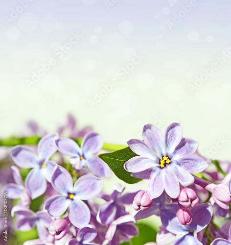 Abstrackt background with with lilacs for greetings Happy Valentine or wedding in pastel colors with effect bokeh and sparkles (March 8, February 14, Easter). © anko_ter