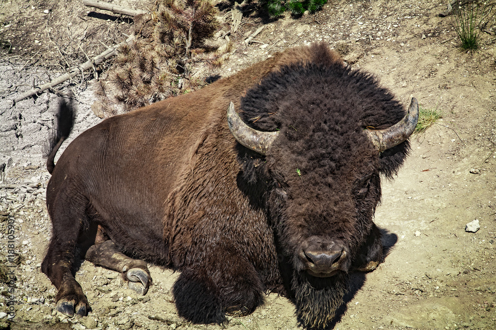 Bison, Yellowstone National Park, Wyoming, USA Bison, Yellowstone National Park, Wyoming, USA