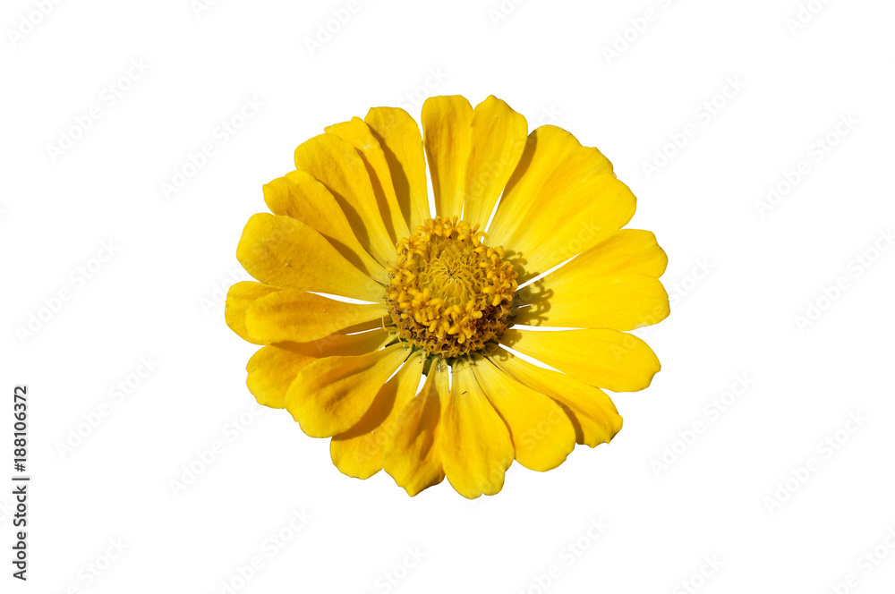 Elegant zinnia yellow flower isolated on white Elegant zinnia yellow flower isolated on white