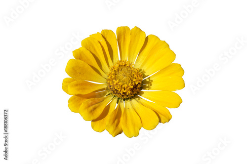Elegant zinnia yellow flower isolated on white
