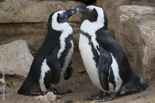 penguins love