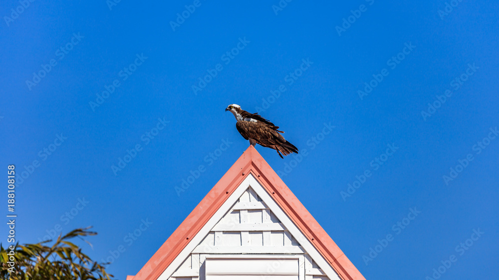 Osprey is resting on the top of a roof, Florida Osprey is resting on the top of a roof, Florida